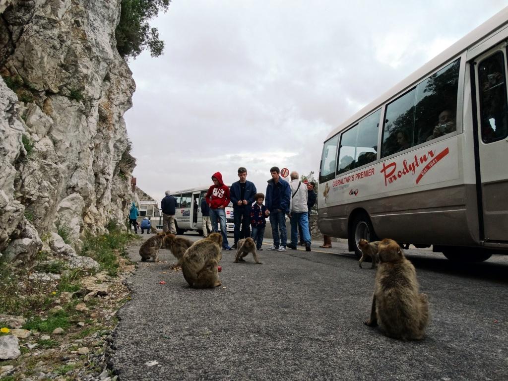 hans dornseiffen natuurfoto's apen Gibraltar