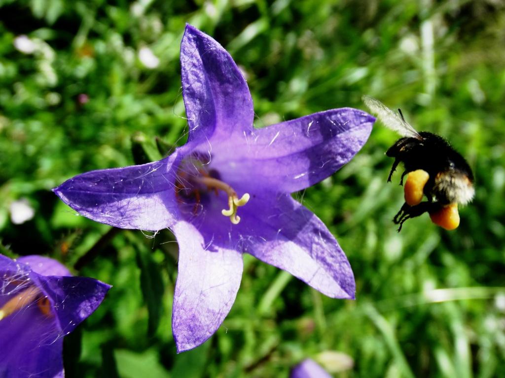 hans dornseiffen natuurfoto's hommel