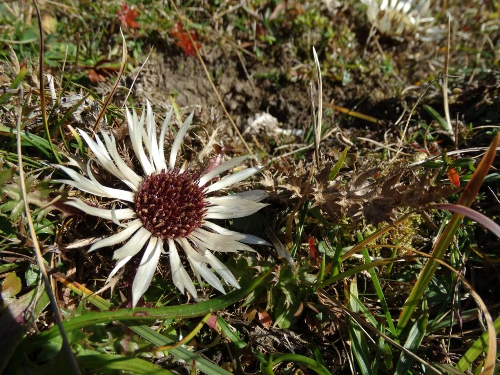 hans dornseiffen natuurfoto's zilverdistel