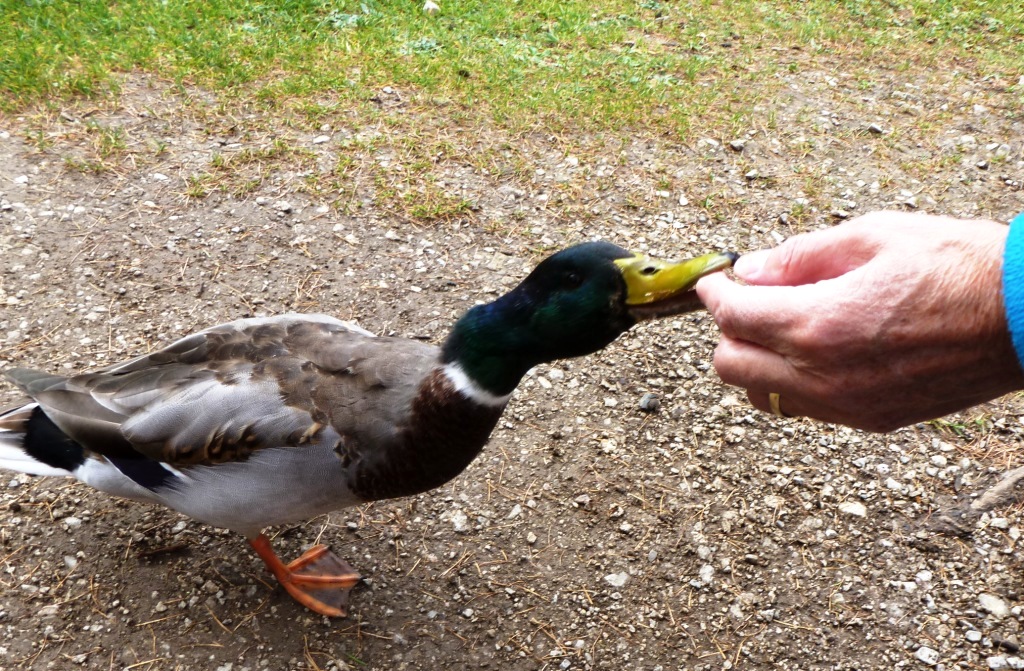 hans dornseiffen natuurfoto's eend