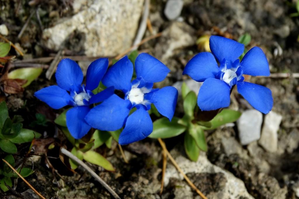 hans dornseiffen natuurfoto's gentiaan