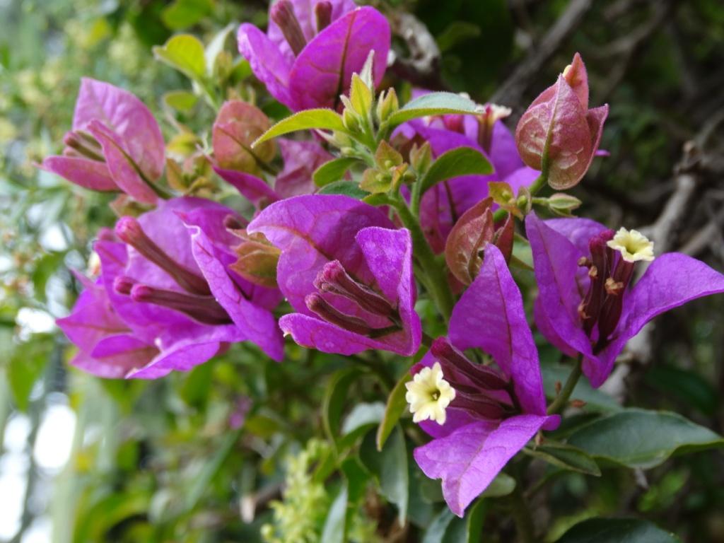 hans dornseiffen natuurfoto's