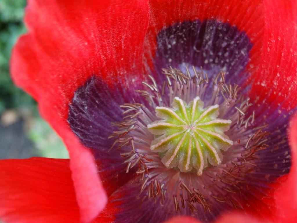 hans dornseiffen natuurfoto's