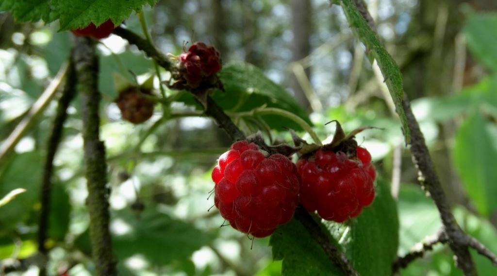 hans dornseiffen natuurfoto's framboos