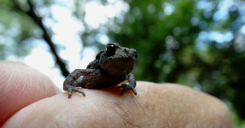 hans dornseiffen natuurfoto's kikker