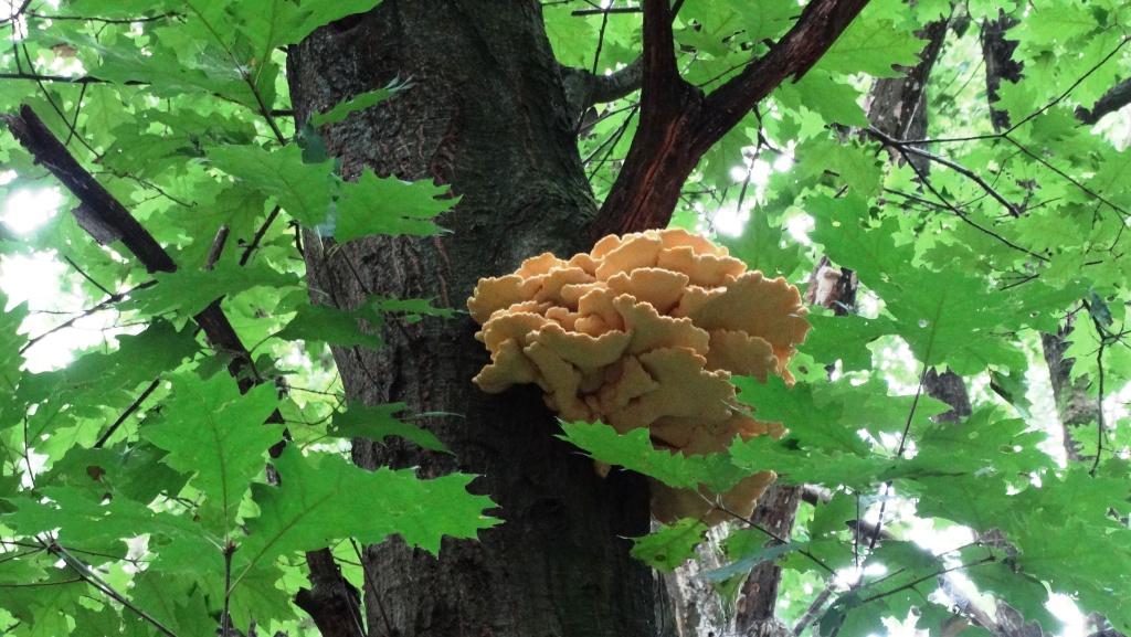 hans dornseiffen natuurfoto's