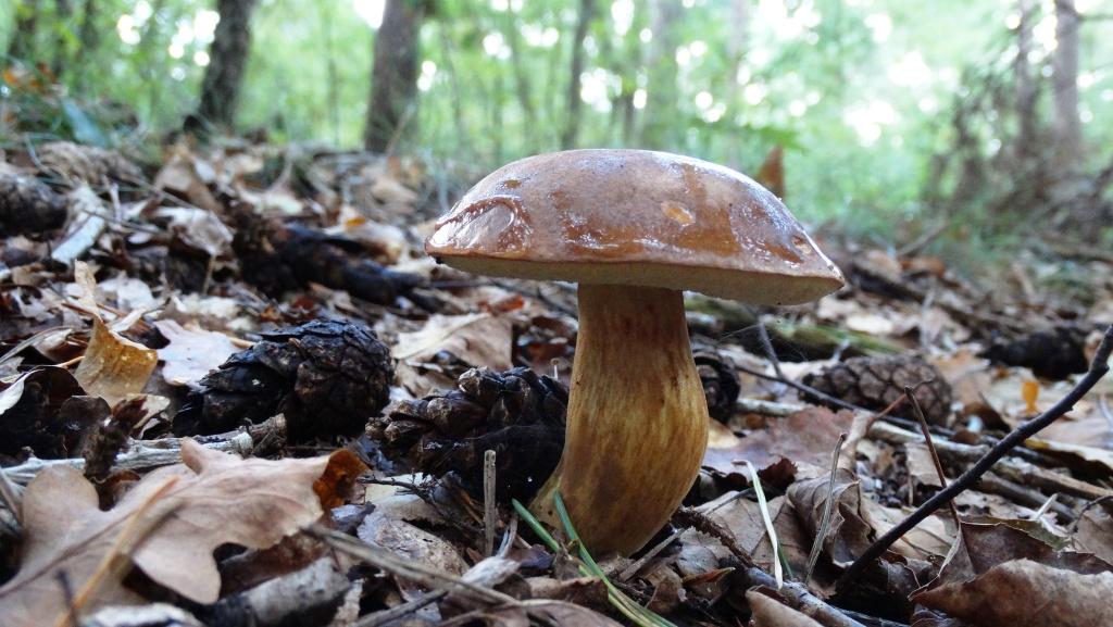 hans dornseiffen natuurfoto's