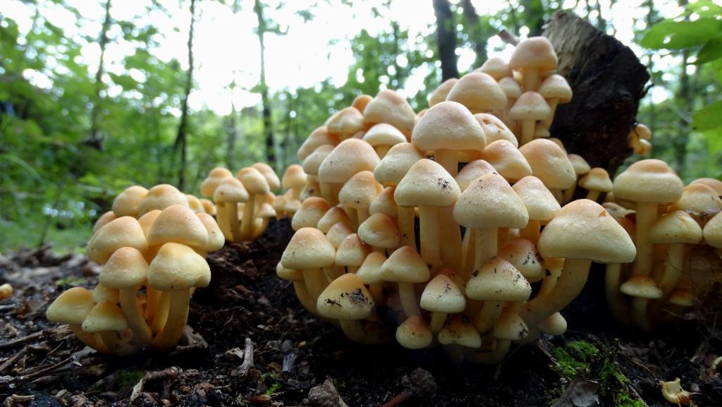 hans dornseiffen natuurfoto's