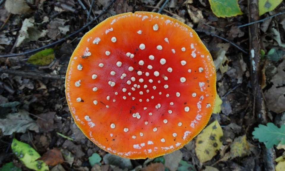 hans dornseiffen natuurfoto's